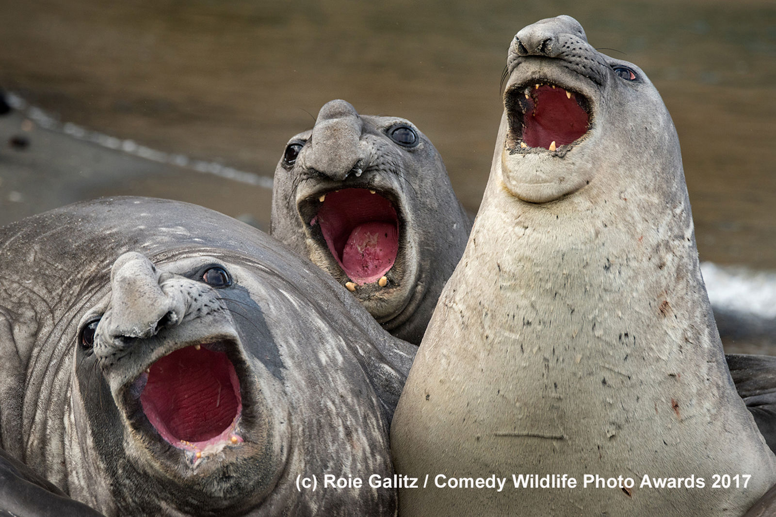 Comedy wildlife awards 2017